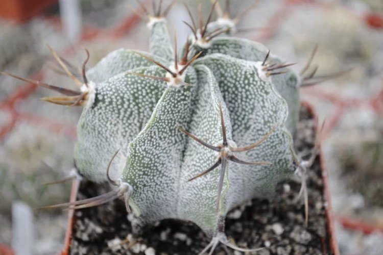 Астрофитум