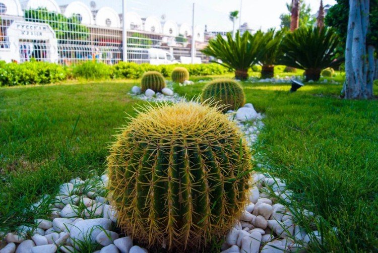 Эхинокактус