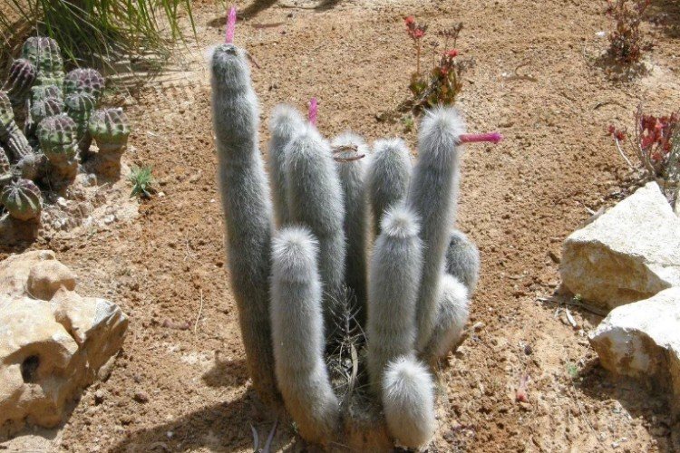 Клейстокактус