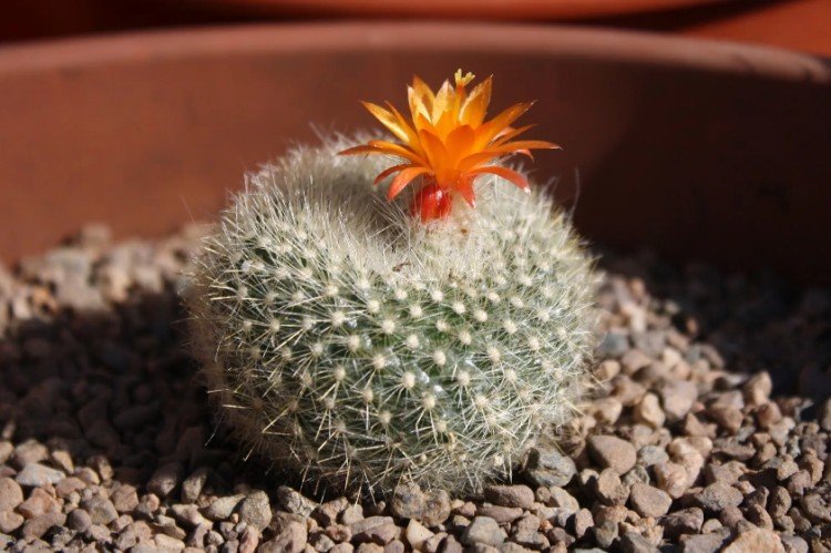 Нотокактус