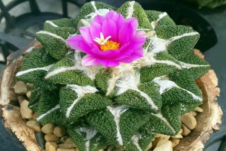 Ариокарпус