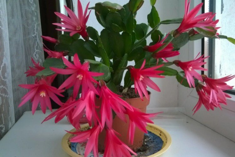 Шлюмбергера