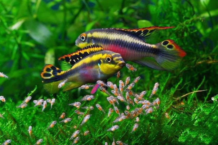 Пельвикахромис пульхер