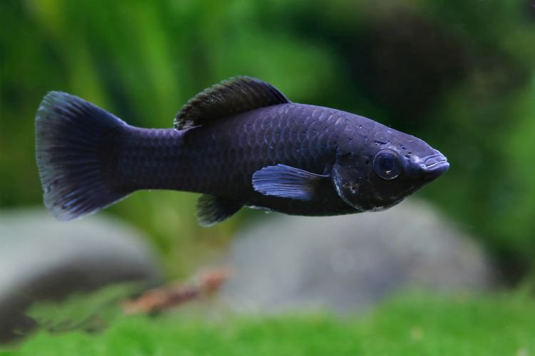 Моллинезия