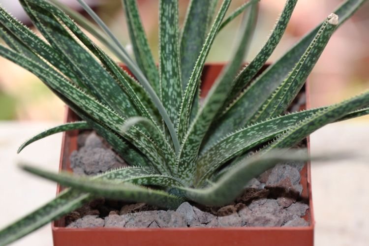 Красивенькое алоэ