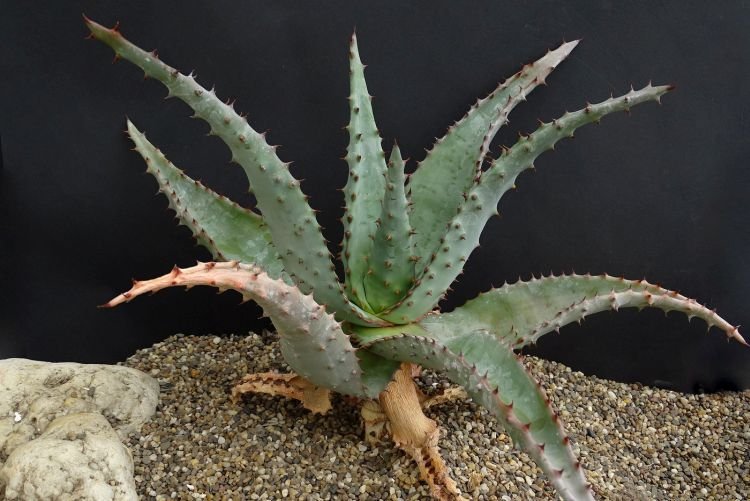 Алоэ Марлота