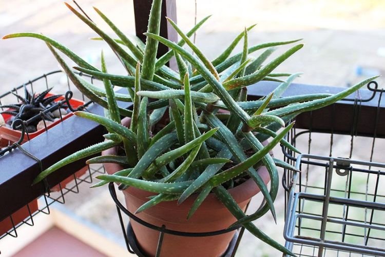 Алоэ Джексона