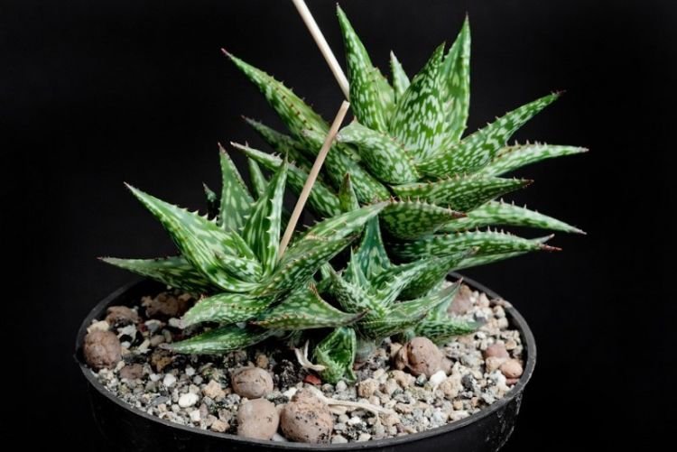 Сомалийское алоэ