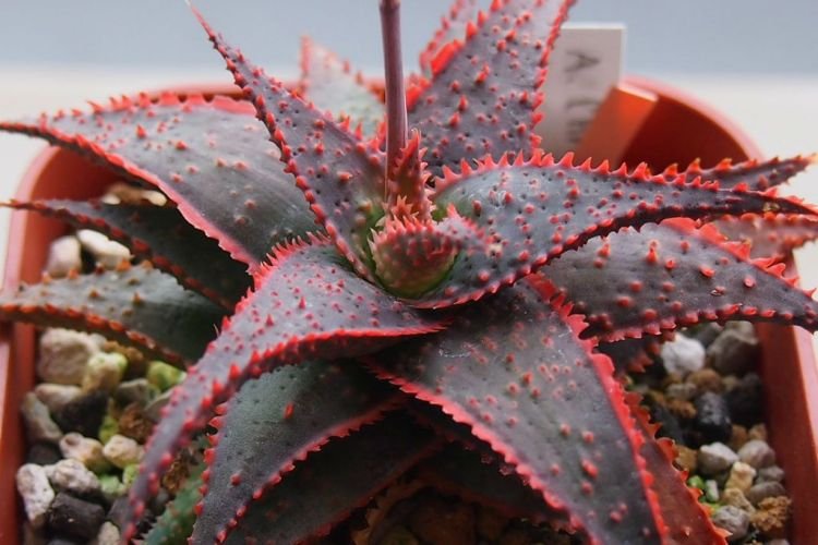 Рождественское алоэ