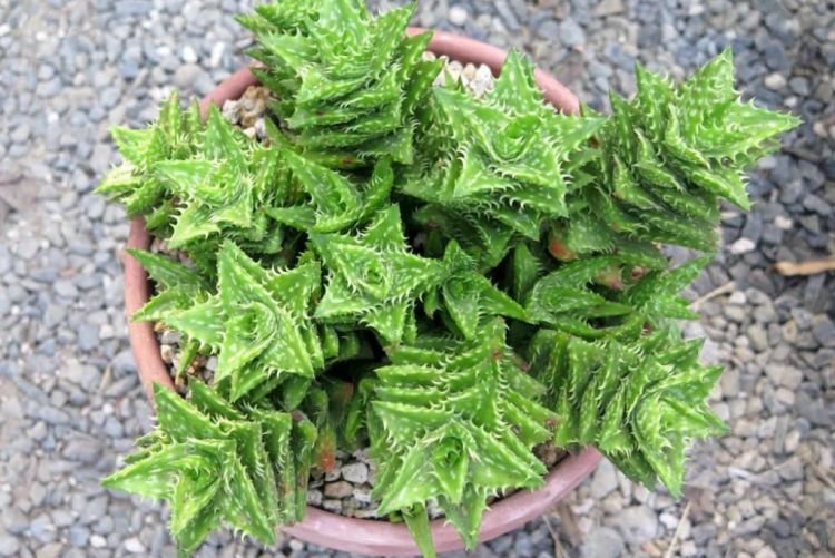 Ювенильное алоэ