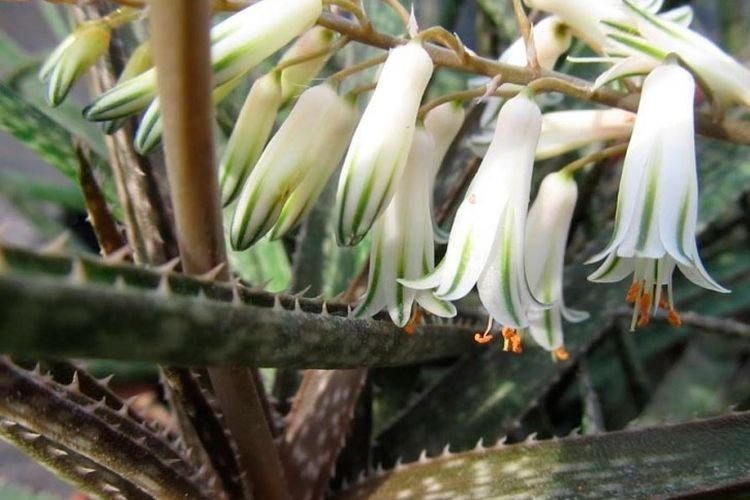 Белоцветковое алоэ