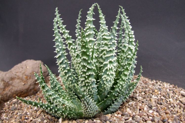 Приземистое алоэ