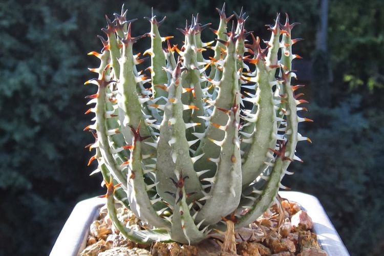 Ежовое алоэ