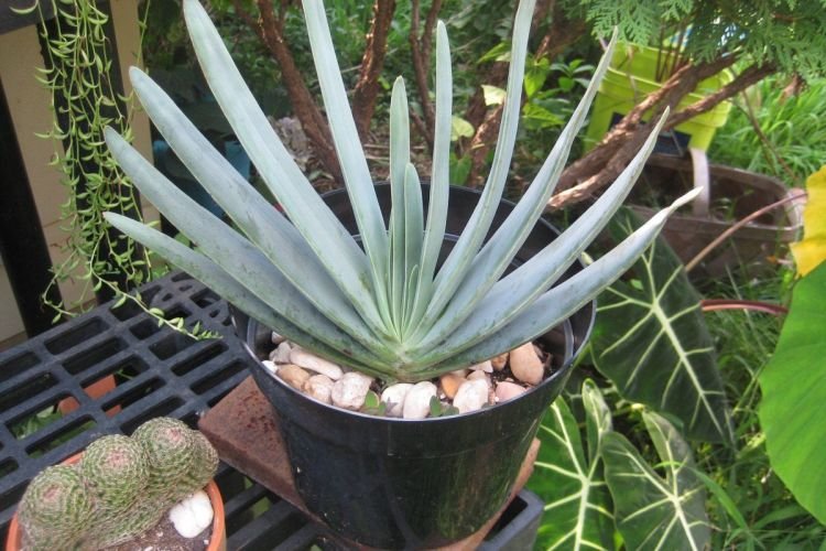 Складчатое алоэ