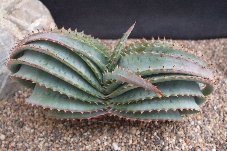 Напротивлистное алоэ