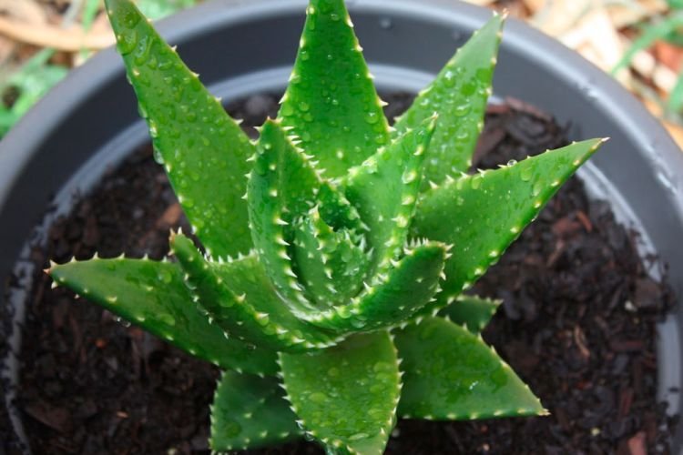 Колпачковидное алоэ