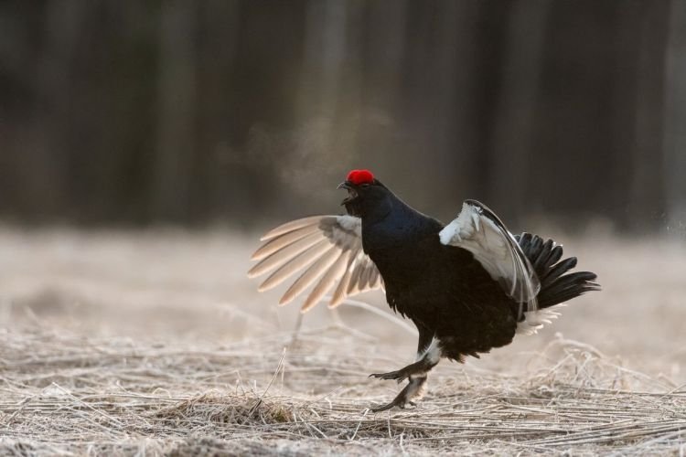 Охота на тетерева