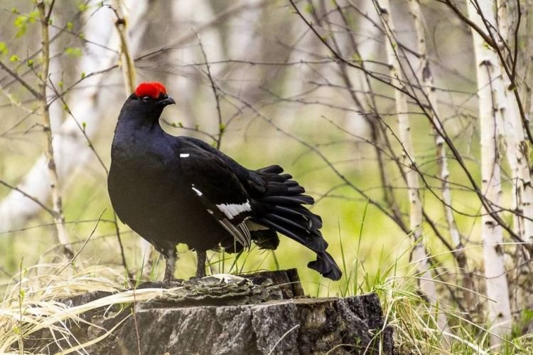 Тетерев – фото птицы