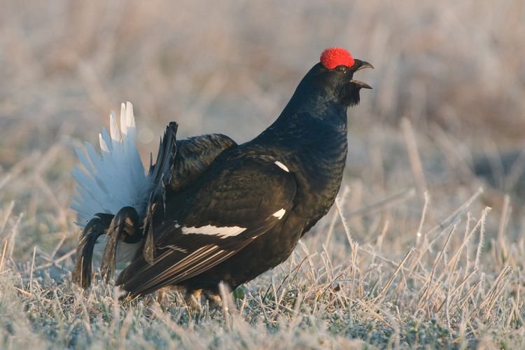 Тетерев – фото птицы