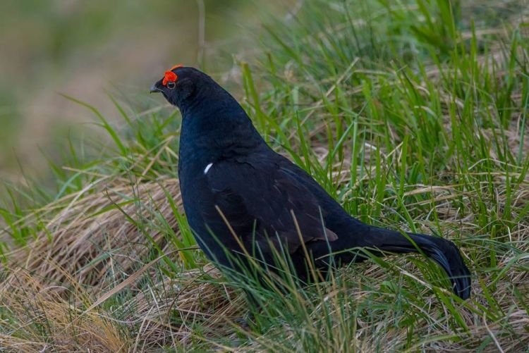 Тетерев – фото птицы