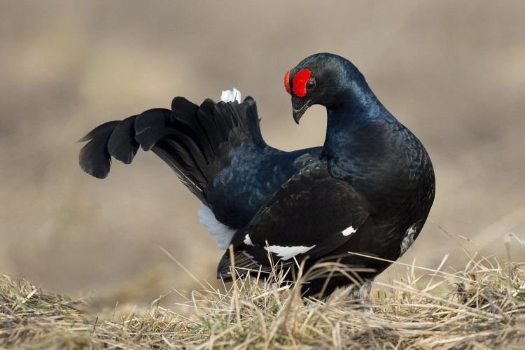 Тетерев – фото птицы