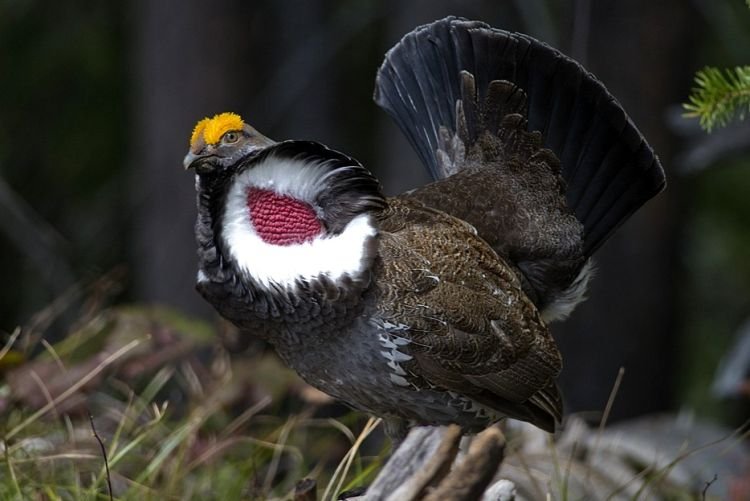 Голубой тетерев