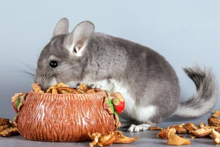 Шиншилла – фото