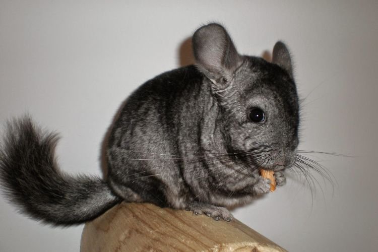 Шиншилла – фото