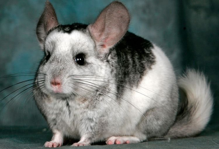 Шиншилла – фото