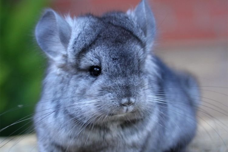 Шиншиллы и вода