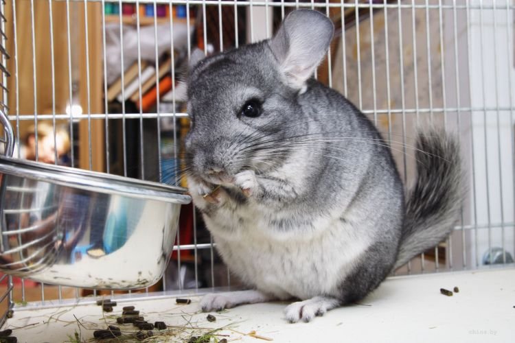 Шиншилла – фото