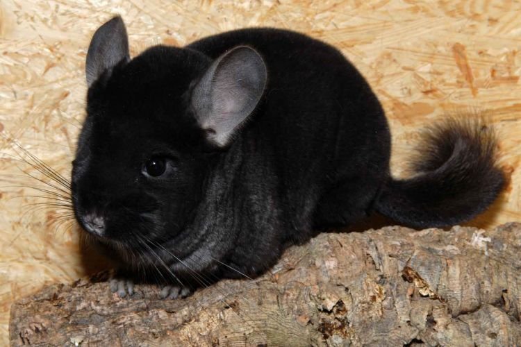 Шиншилла – фото