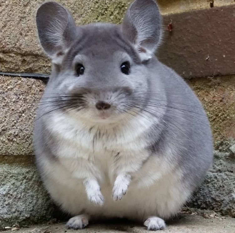 Шиншилла – фото