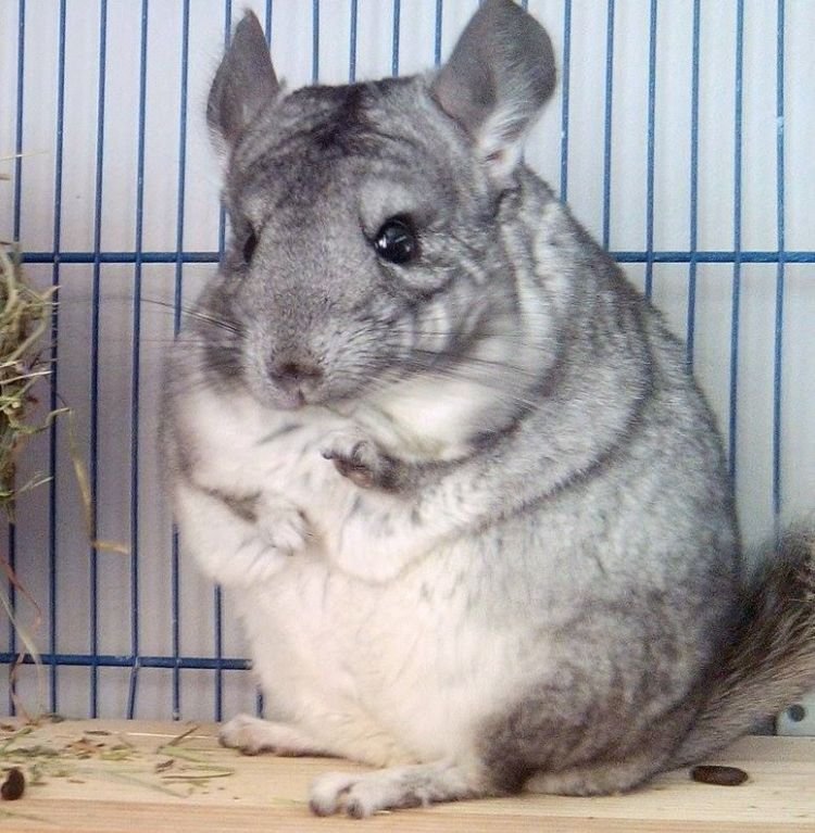 Шиншилла – фото