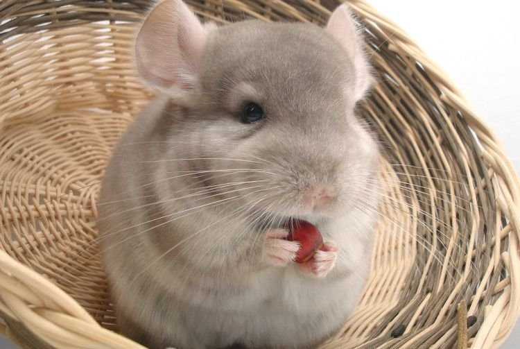 Виды шиншилл