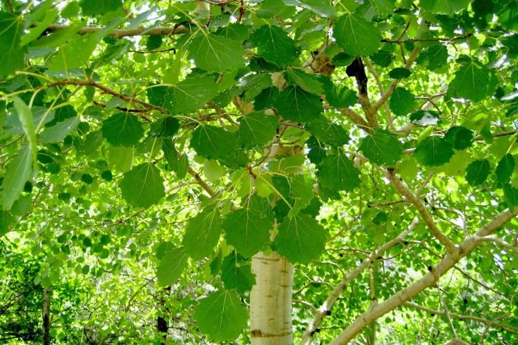 Общее описание дерева