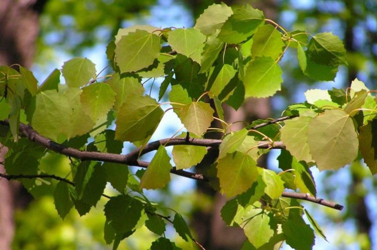 Осина – фото