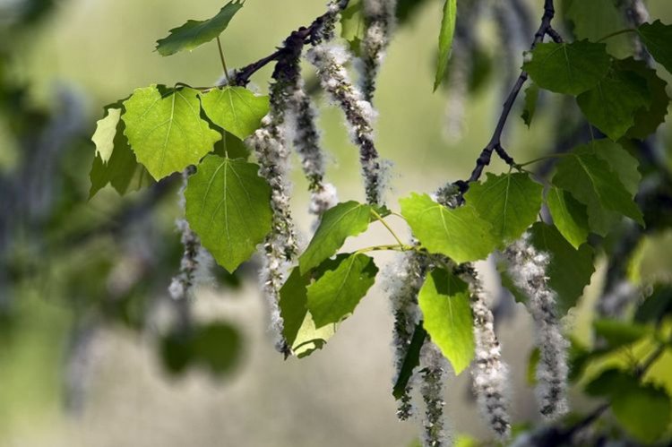 Осина – фото