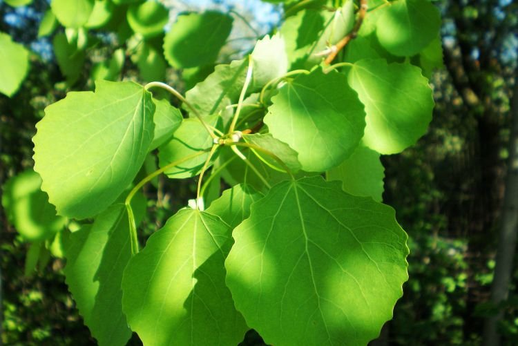 Где растет осина