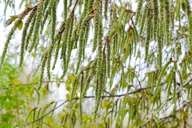 Когда цветет осина