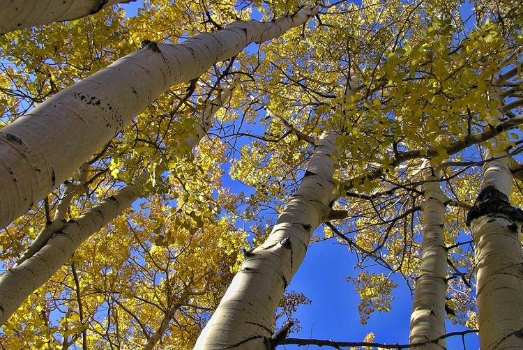 Лечебные свойства