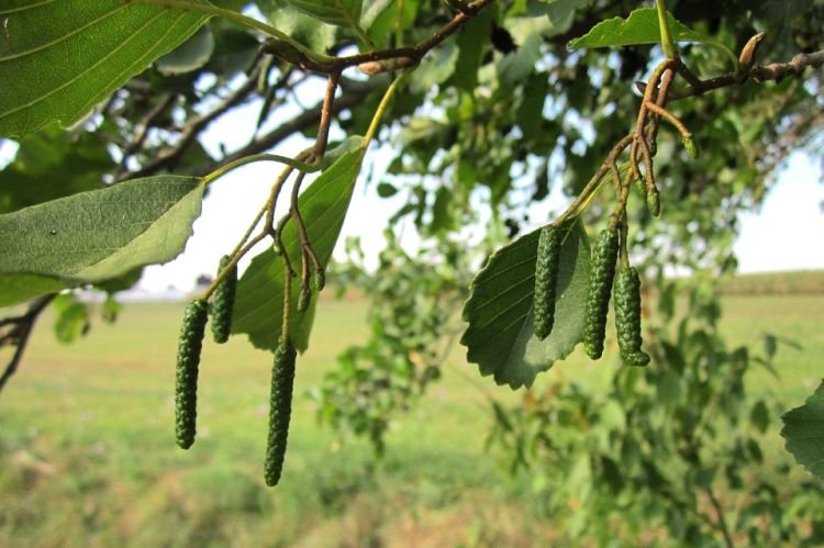 Когда цветет ольха