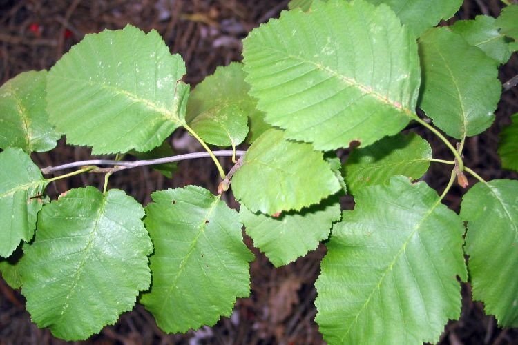 Выращивание ольхи