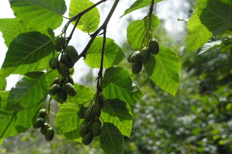 Ольха – фото