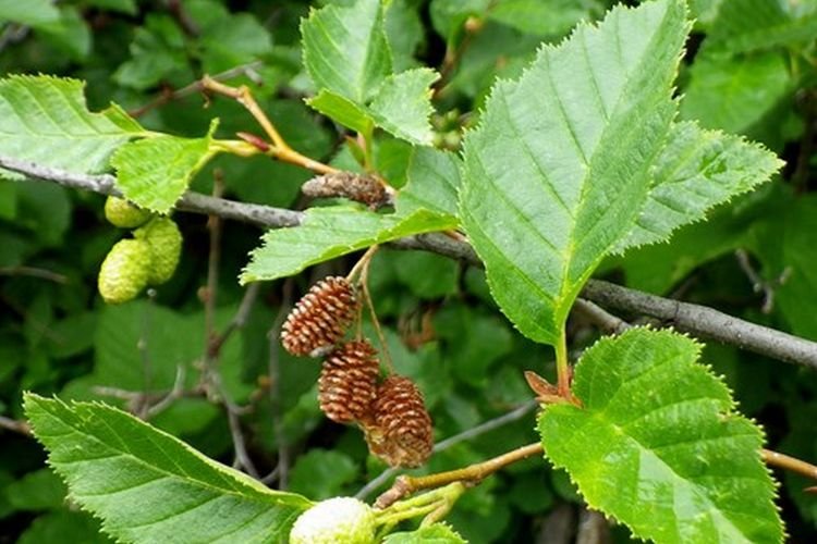 Вырезанная ольха