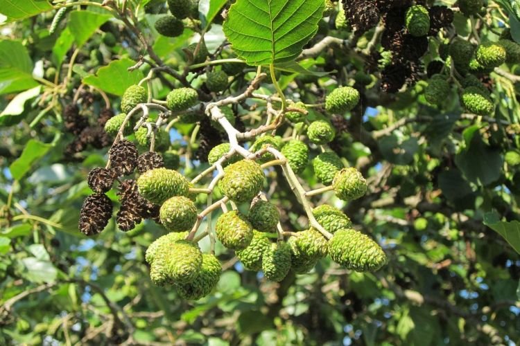 Ольха – фото