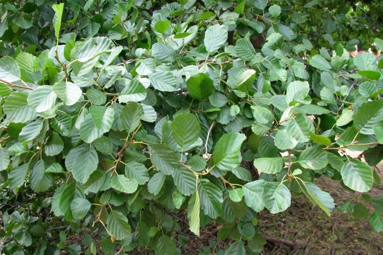 Ольха – фото