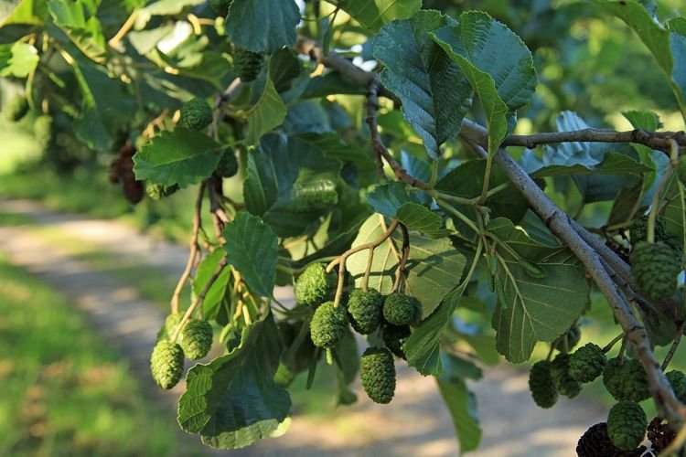 Ольха – фото