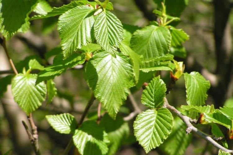 Ольха – фото