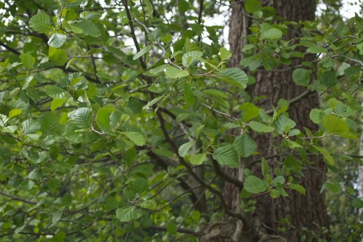 Ольха – фото